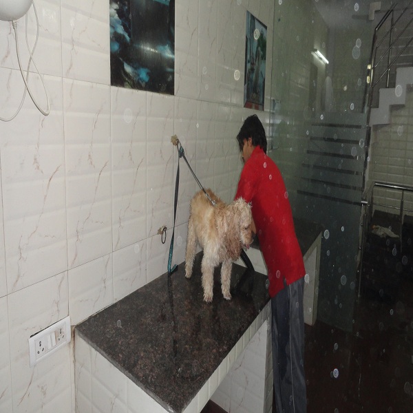 Doggy World Photo Gallery in Rohini