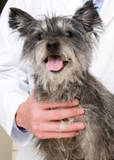 Best Veterinary Clinic in Rohini