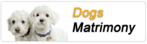 Dog Matrimony service