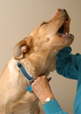 Dog Prophylactic Treatment 